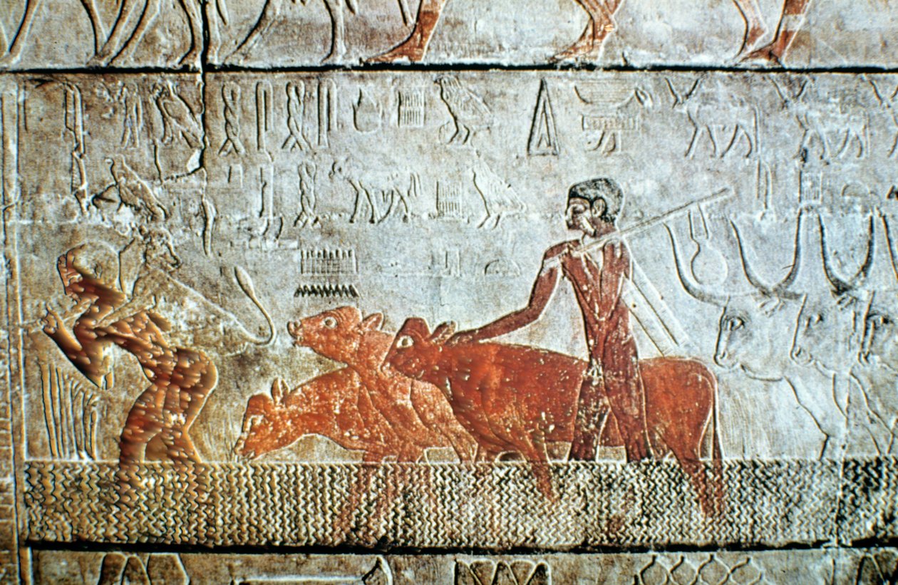 Walking cattle across a channel, wall relief, Saqqara, Egypt by Unbekannt