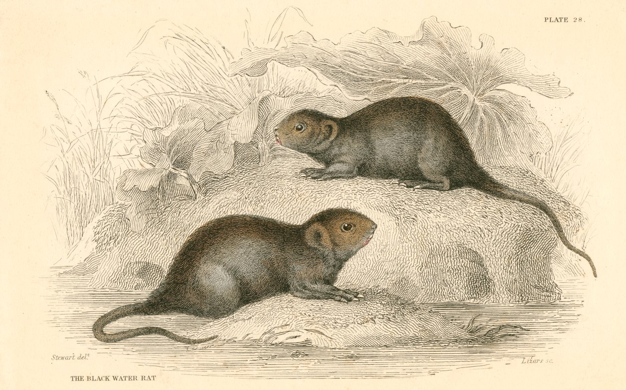 Water Vole Arvicola Terrestris, Also Known as the Black Water Rat by Unbekannt