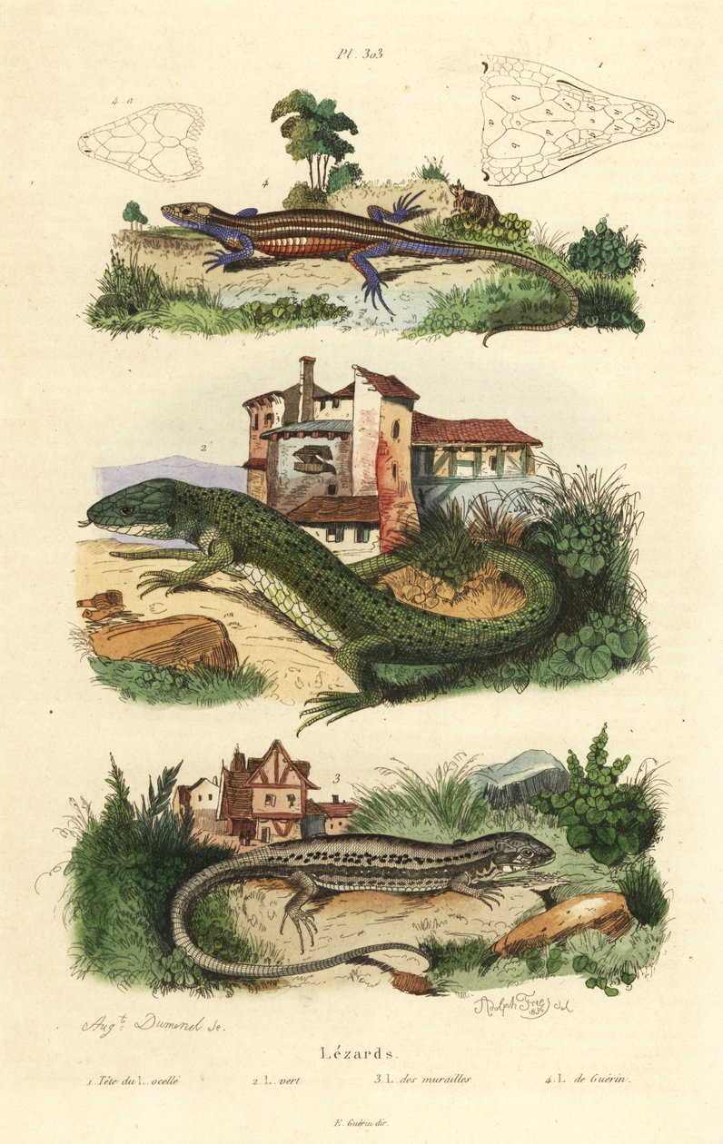 Western Green Lizard, Wall Lizard and Viviparous Lizard by Unbekannt