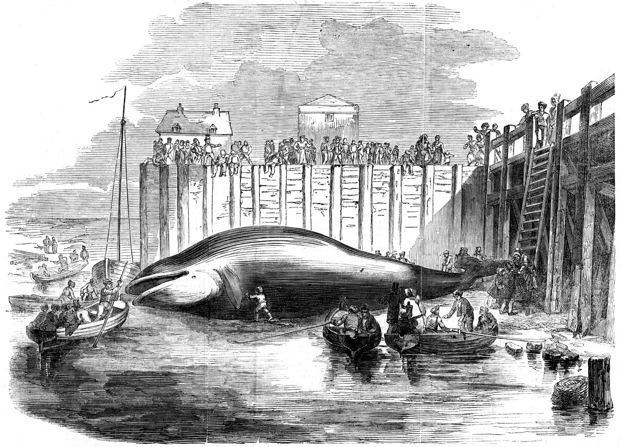 Whale captured in the Thames, Grays, Essex by Unbekannt