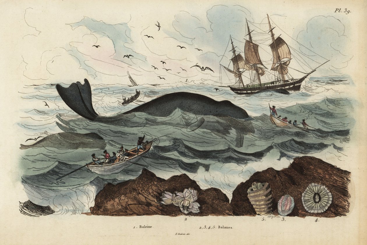 Whalers hunting a North Atlantic right whale, Eubalaena glacialis, endangered, and barnacles by Unbekannt