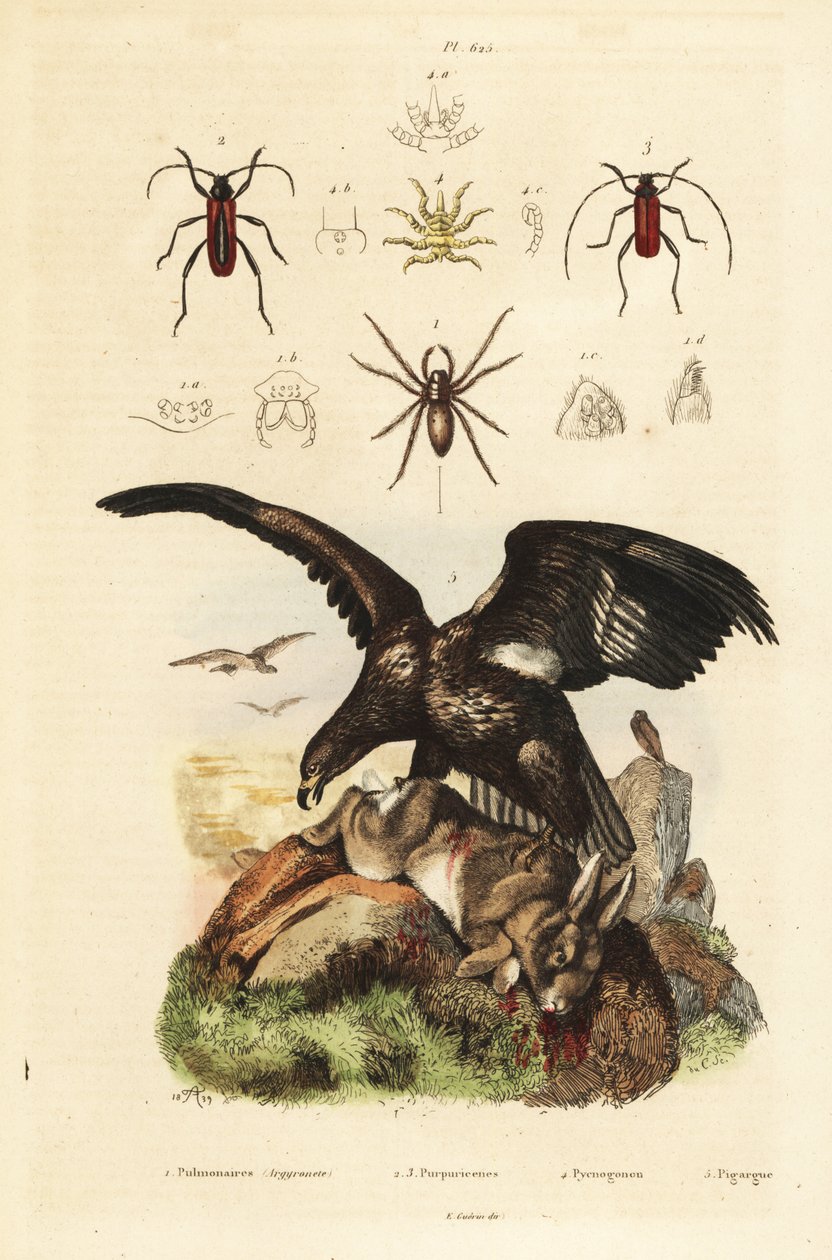 White-tailed sea eagle, Haliaeetus albicilla, and prey, water spider, Argyroneta aquatica, Purpuricenus beetles by Unbekannt