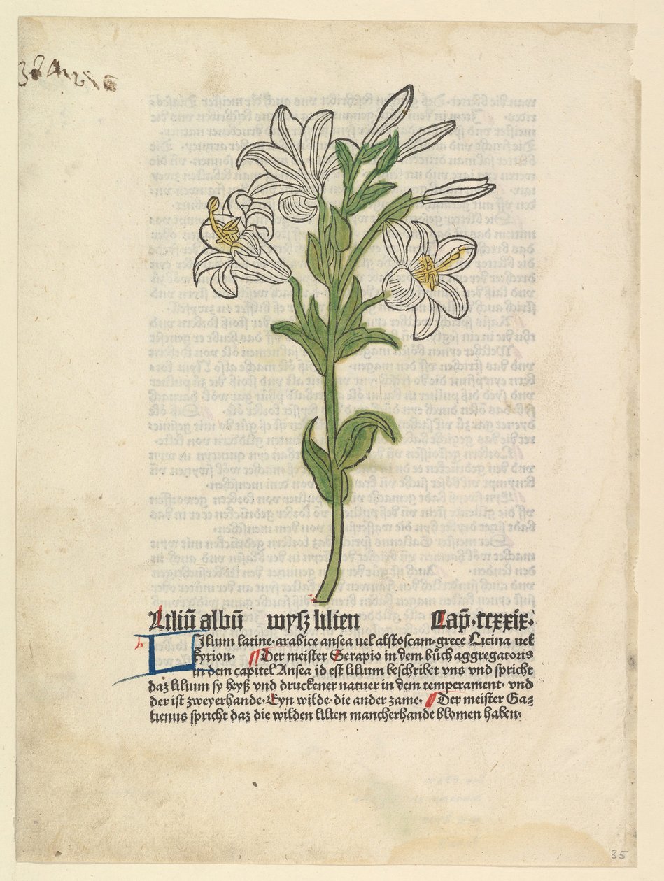 White Lily, illustration from Gart der Gesundheit Sch.4332, March 28, 1485 by Unbekannt