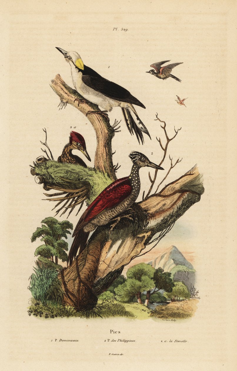 White woodpecker, Melanerpes candidus, Philippine pygmy woodpecker, Yungipicus maculatus, male and female by Unbekannt