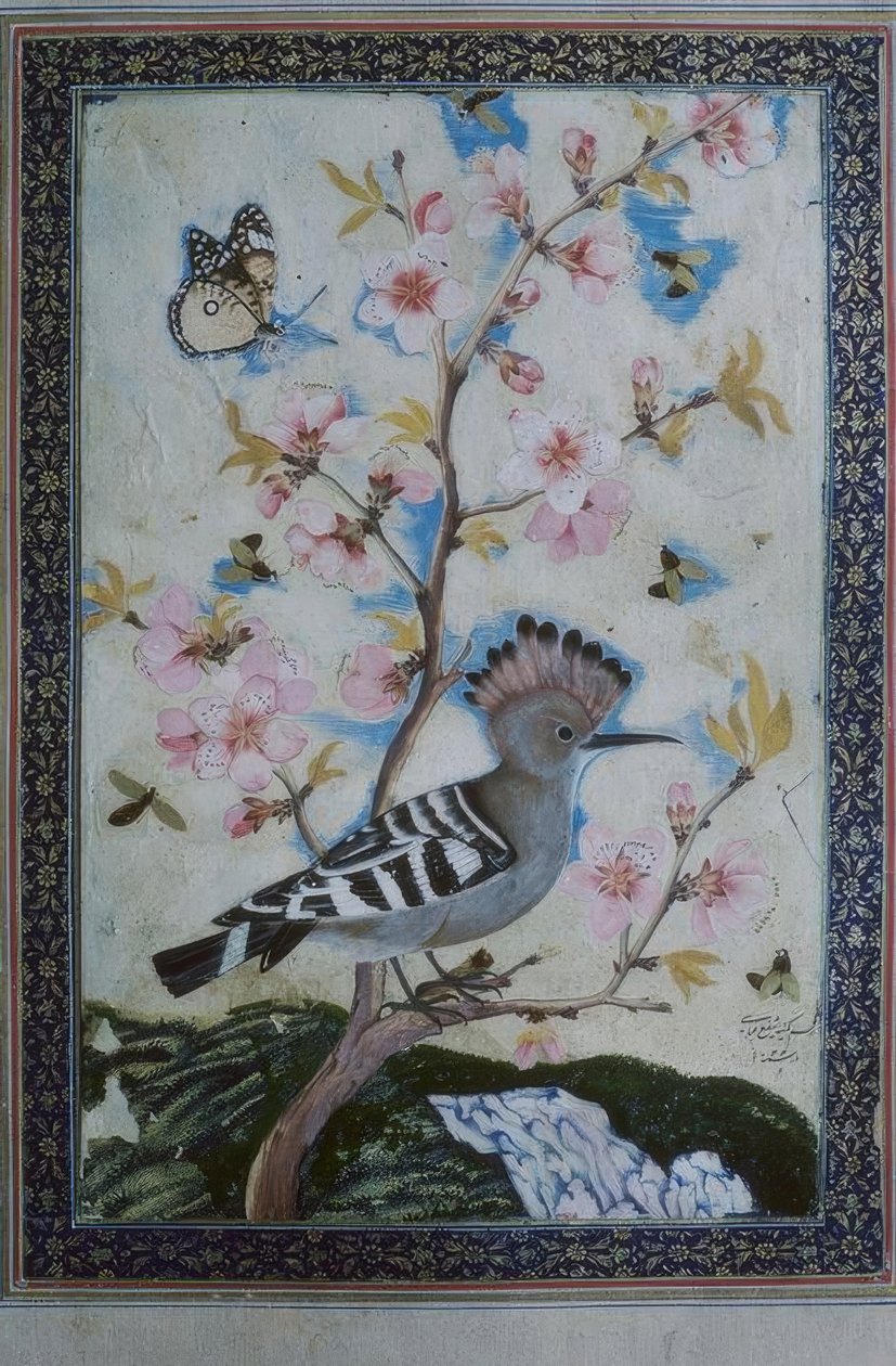 Hoopoe / Indian Miniature by Unbekannt