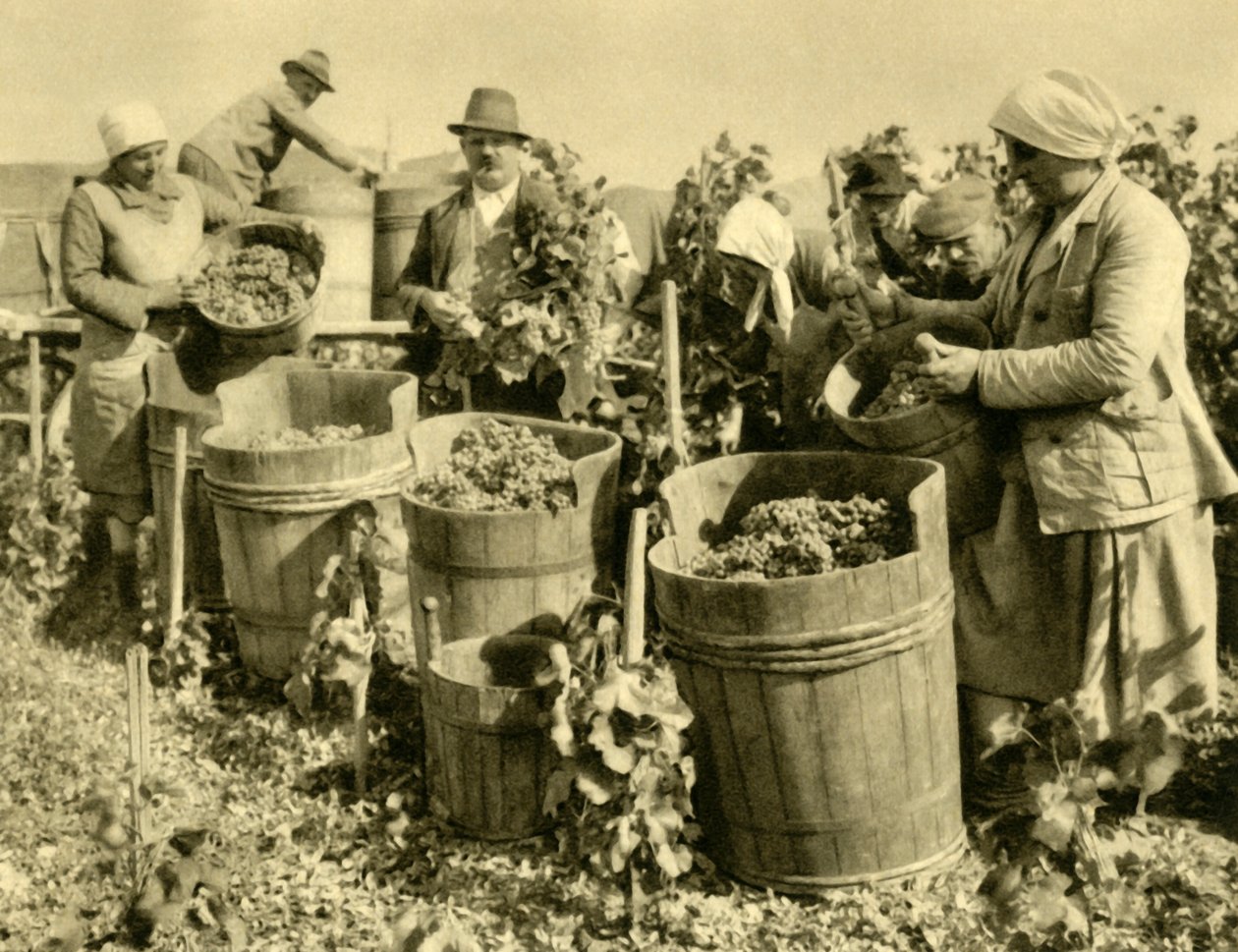 Wine Harvest near Baden bei Wien, Lower Austria, c1935 by Unbekannt