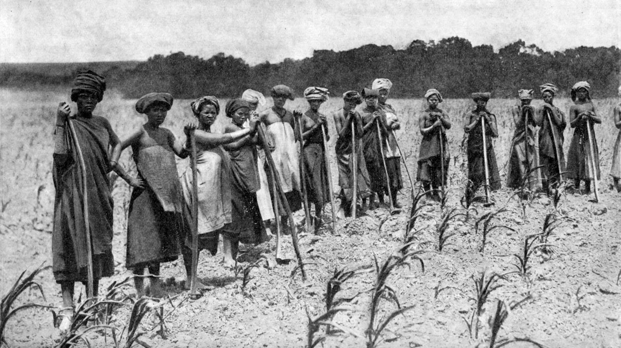 Women Hoeing a Field of Maize, South Africa by Unbekannt
