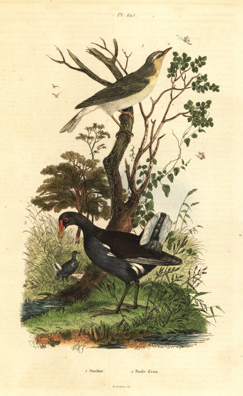 Wood Warbler and Moorhen by Unbekannt