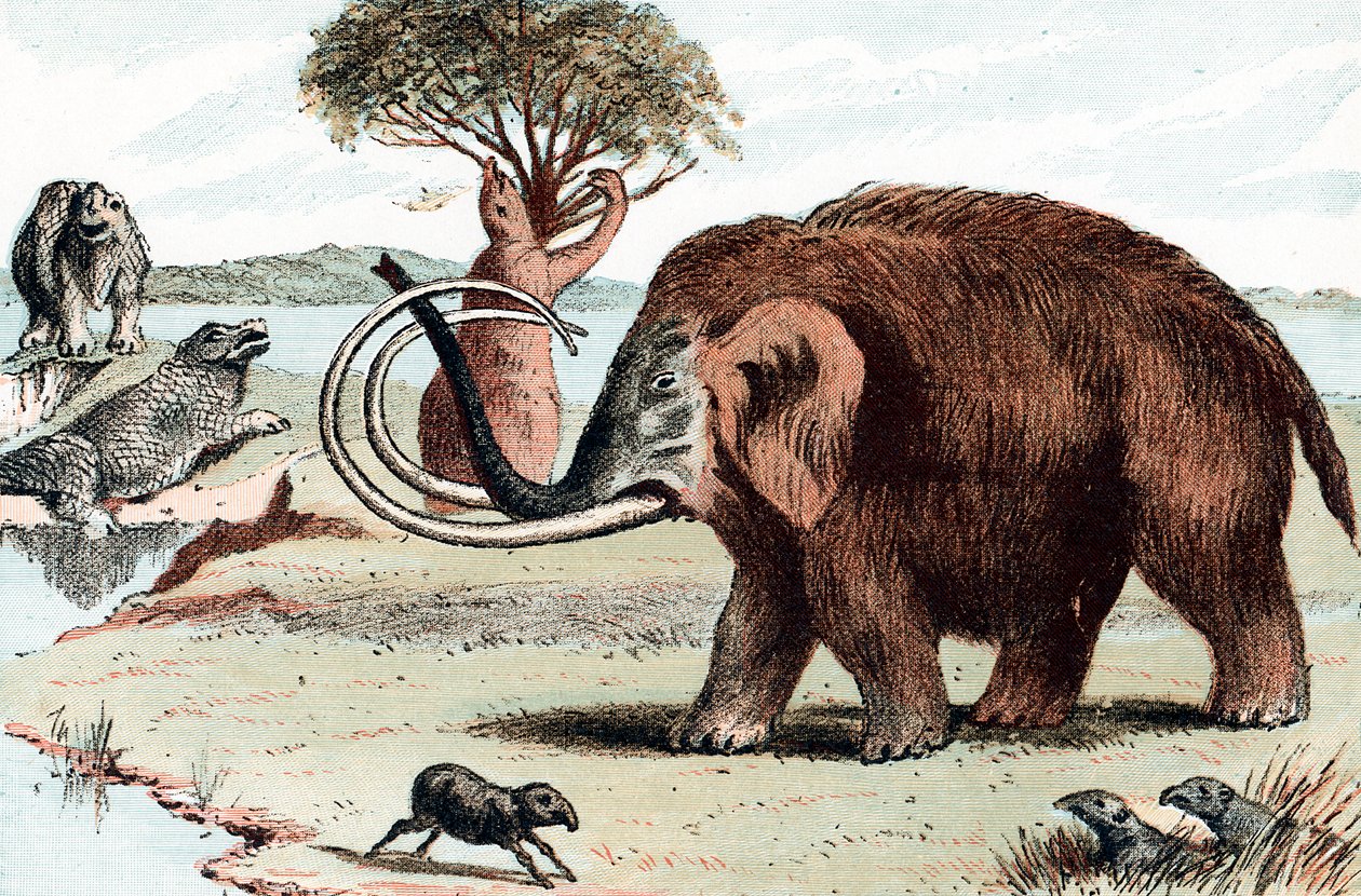 Woolly Mammoth Mammuthus, 1892 by Unbekannt