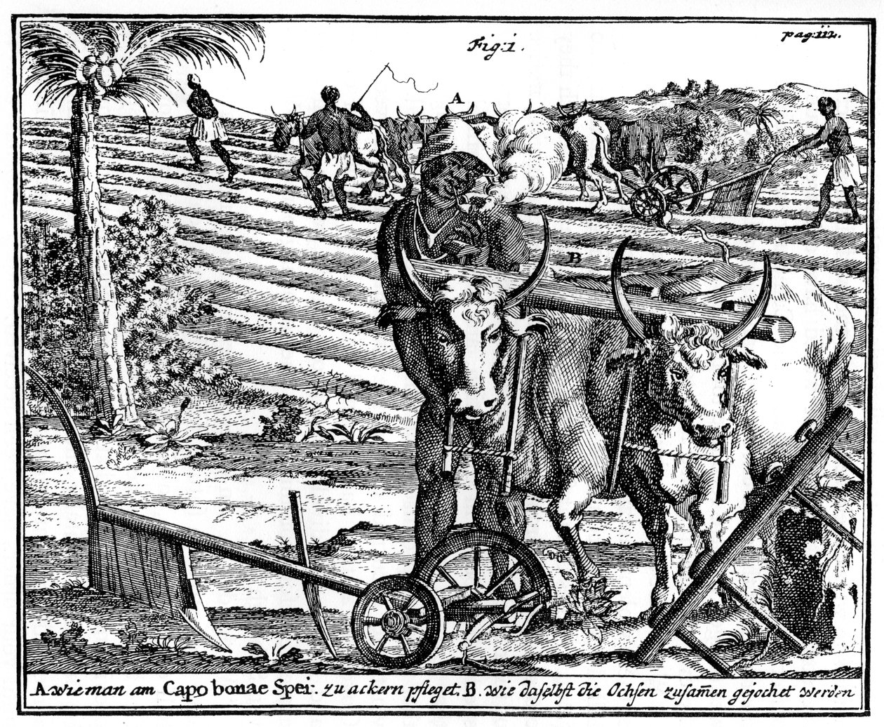 Yoking Oxen and Ploughing Fields, South Africa by Unbekannt