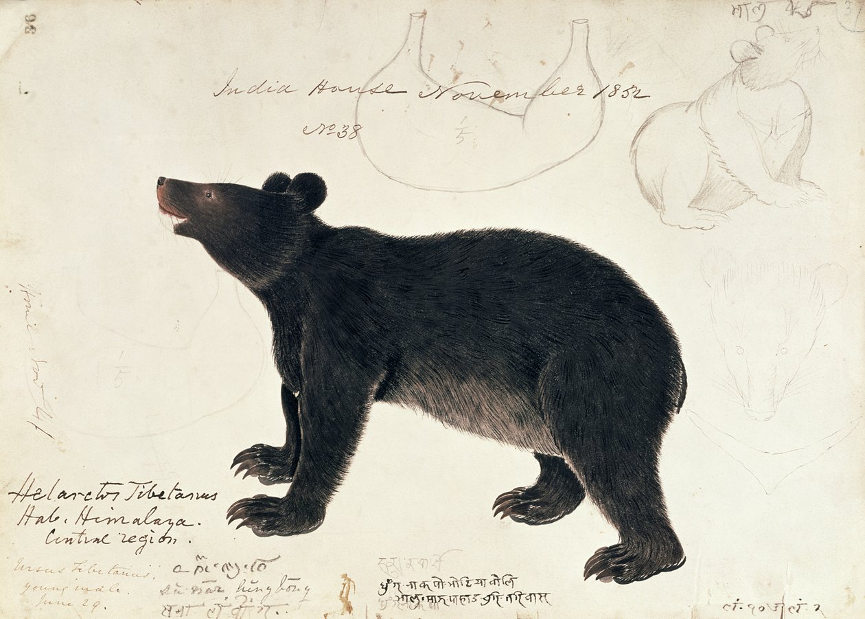 Drawing of an Asiatic Black Bear, Ursus Tibetanus, from the Central Region of Himalaya by Unbekannt Unbekannt