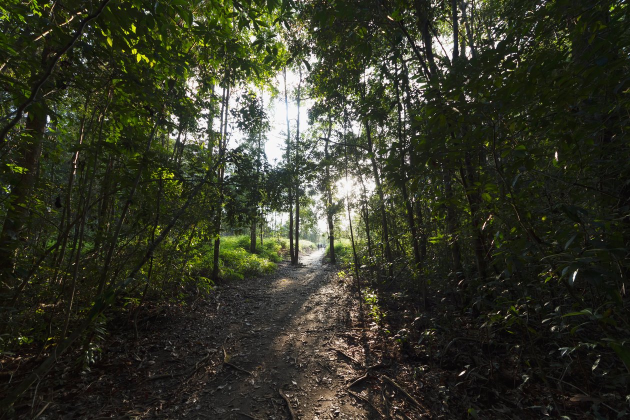Path in the jungle by Camp Leaky, Tanjung Puting National Park, Central Kalimantan, Borneo, Indonesia by Unbekannt Unbekannt