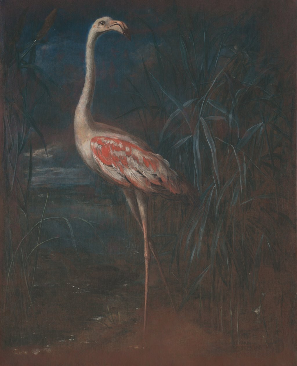 Flamingo by Unbekannt Unbekannt