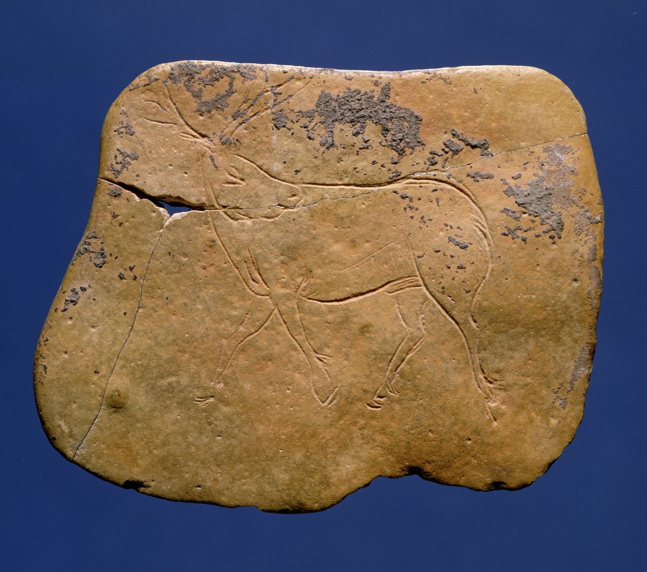 Reindeer, Incised Drawing on Limestone, Paleolithic, Magdalenian V, from Laugerie Basse, Dordogne, c.12000 BC by Unbekannt Unbekannt