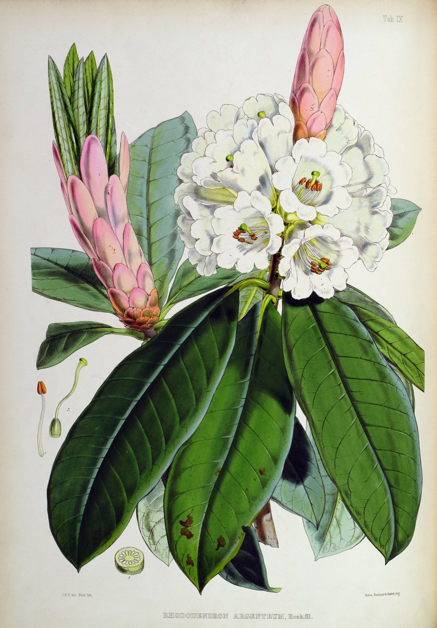 Rhododendron: Argenteum, from The Rhododendrons of Sikkim-Himalaya, by J.D. Hooker, 1849-51 by Unbekannt Unbekannt