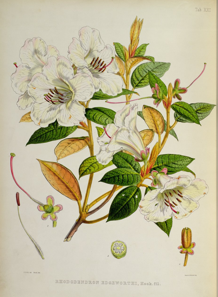 Rhododendron: Edgeworthi from The Rhododendrons of Sikkim-Himalaya by J.D. Hooker 1849-51 by Unbekannt Unbekannt