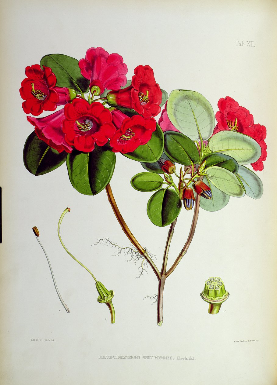 Rhododendron: Thomsoni, from The Rhododendrons of Sikkim-Himalaya by J.D. Hooker 1849-51 by Unbekannt Unbekannt