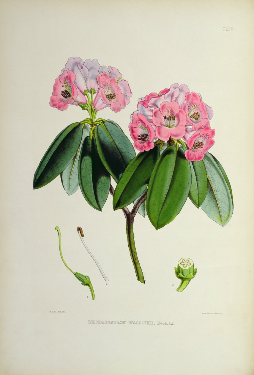Rhododendron: Wallichii, from The Rhododendrons of Sikkim-Himalaya by J.D. Hooker 1849-51 by Unbekannt Unbekannt