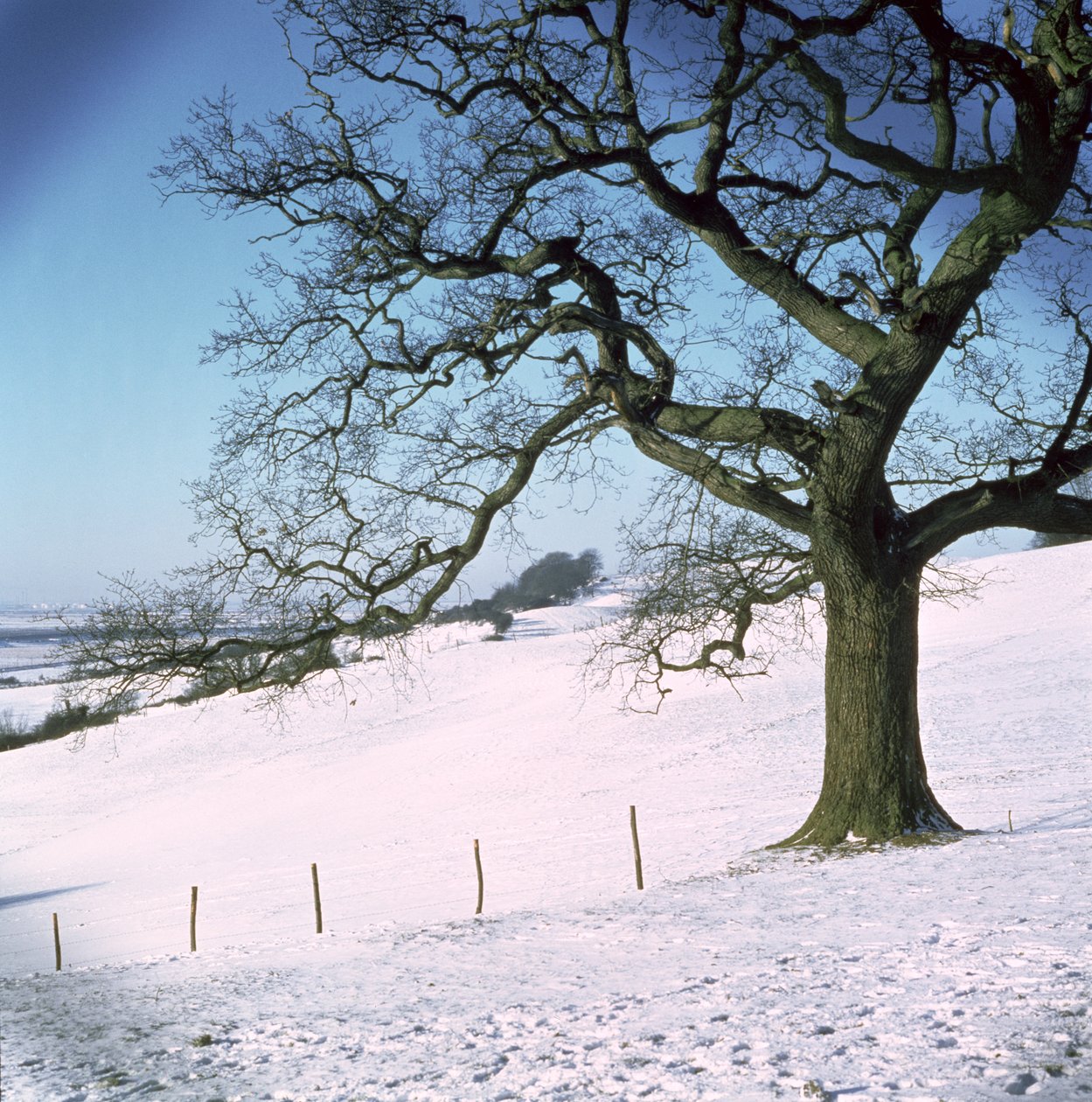 Winter landscape, Hockley Downs, Essex by Unbekannt Unbekannt