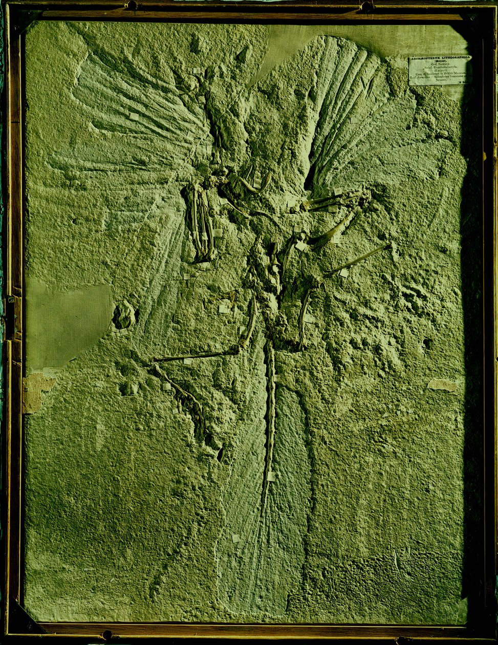 Cast of Archaeopteryx Lithographica by Unbekannt Unbekannt