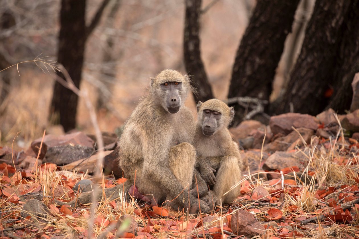 Kruger National Park, Two Vervet monkeys by Unbekannt Unbekannt