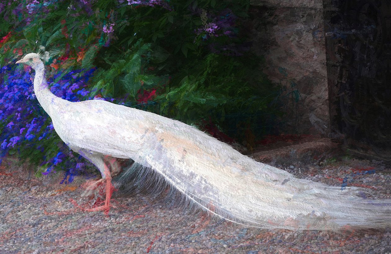 White Peacock by Unbekannt Unbekannt