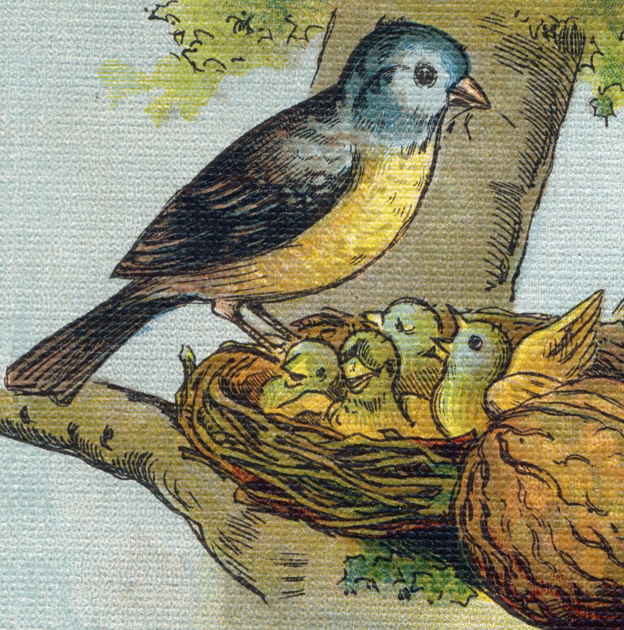 A Bird Feeds Its Young in a Nest. Engraving in 