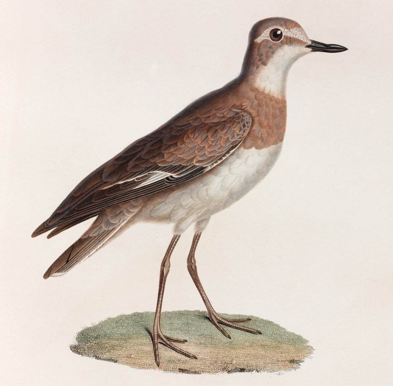 Bird (color illustration) by Unbekannt