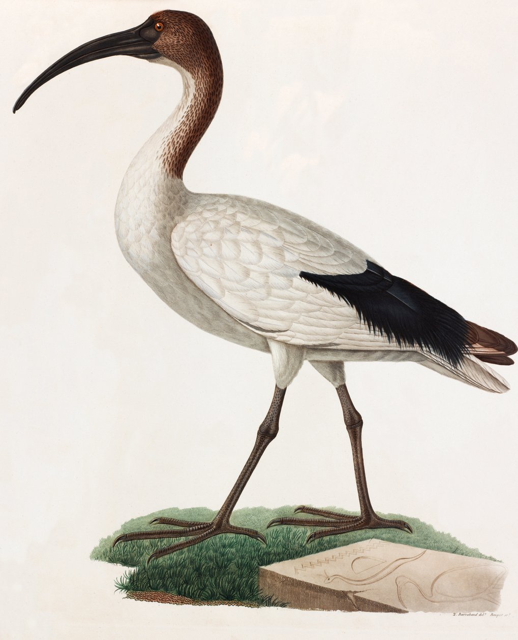 Long Beaked Bird (color illustration) by Unbekannt