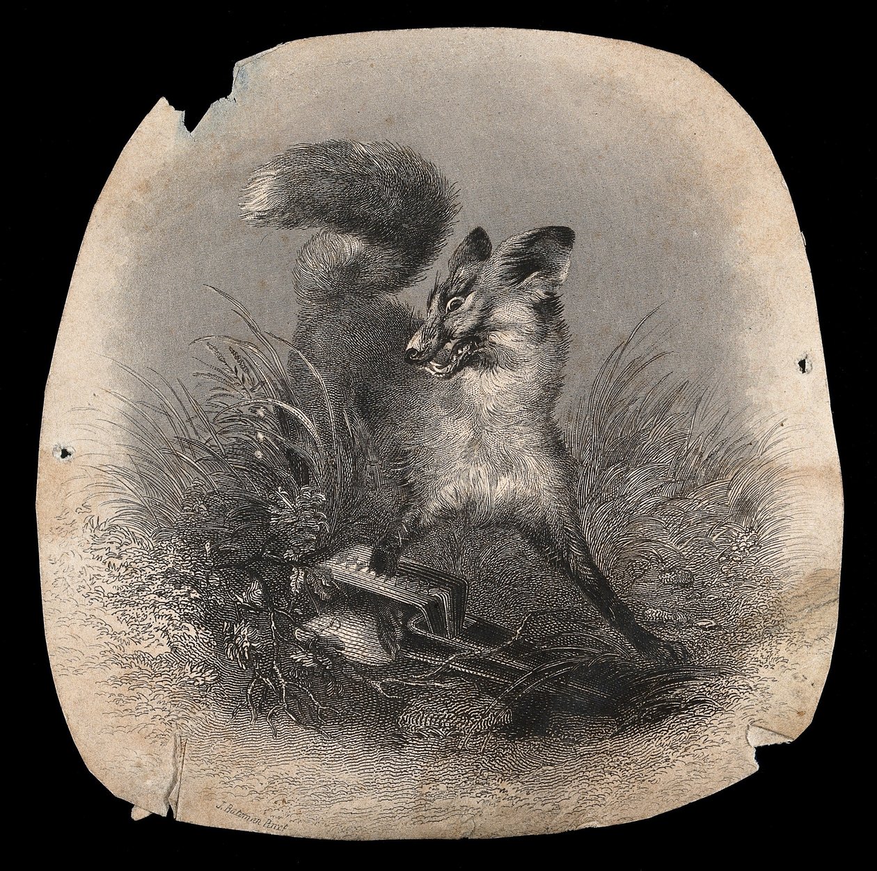 A Fox in Agony with Its Paw Caught in a Trap by Unbekannter Künstler