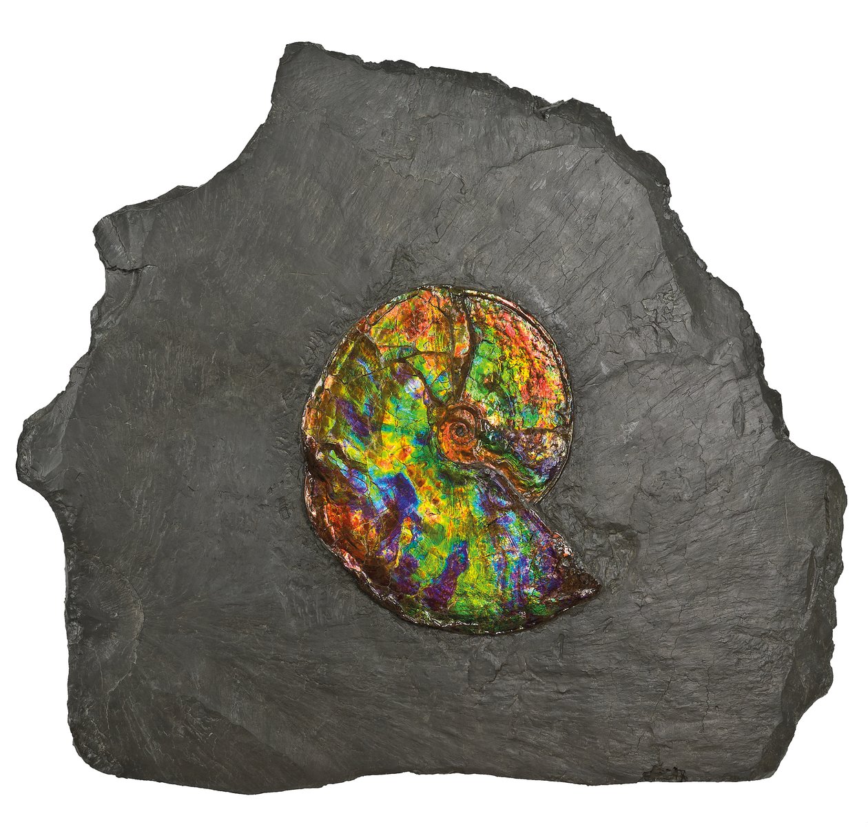 A large iridescent ammonite, from Canada by Unbekannt