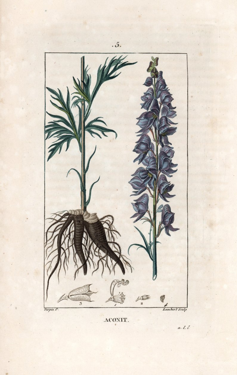 Monkshood, Aconitum Napellus, Showing Flowers, Leaves and Roots by Unbekannter Künstler