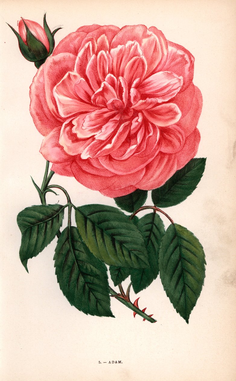 Adam rose, variety of the tea rose raised by Monsieur Adam of Reims in 1838. Chromolithograph drawn and lithographed after nature by F. Grobon from Hippolyte Jamain and Eugene Forney
