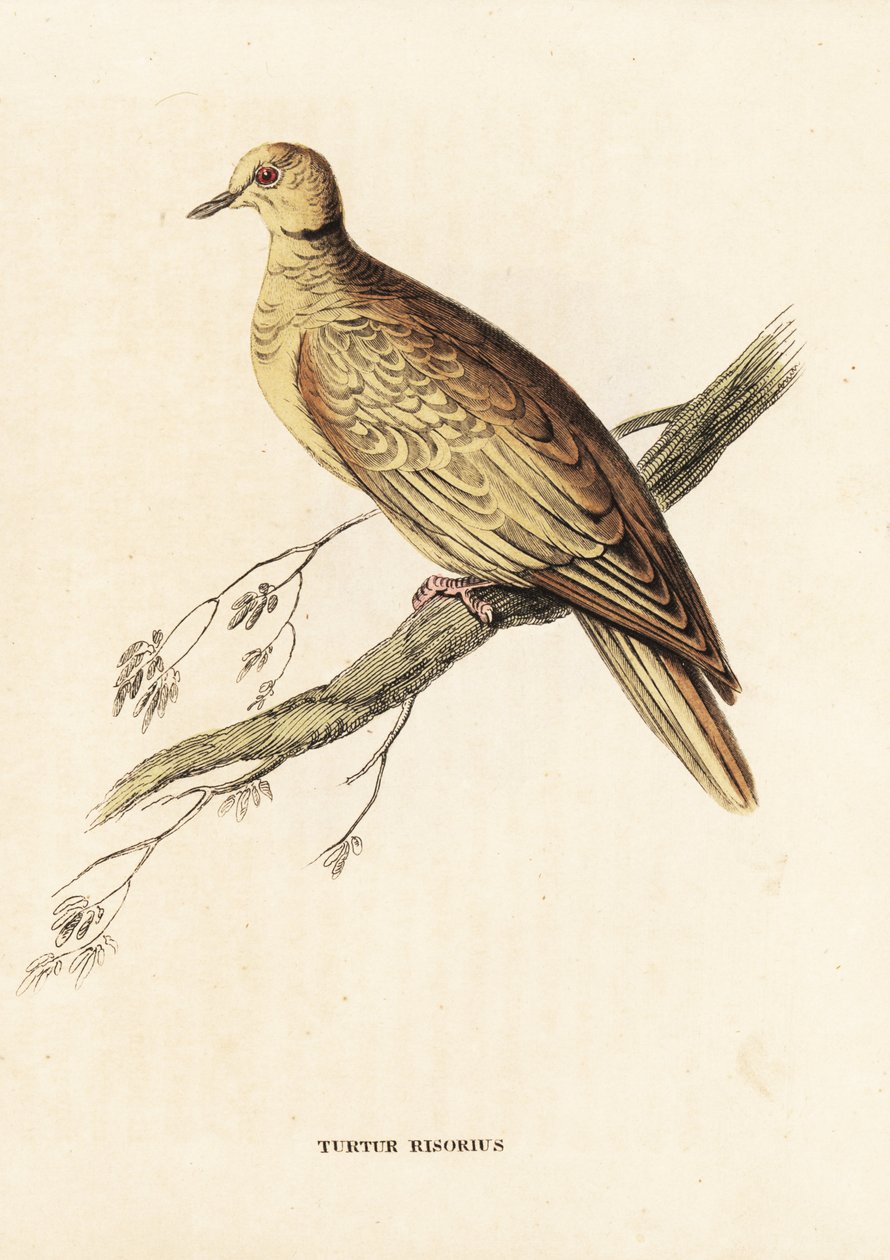 African collared-dove, Streptopelia roseogrisea risoria. Handcoloured steel engraving after Edward Lear from Georg Friedrich Treitschke