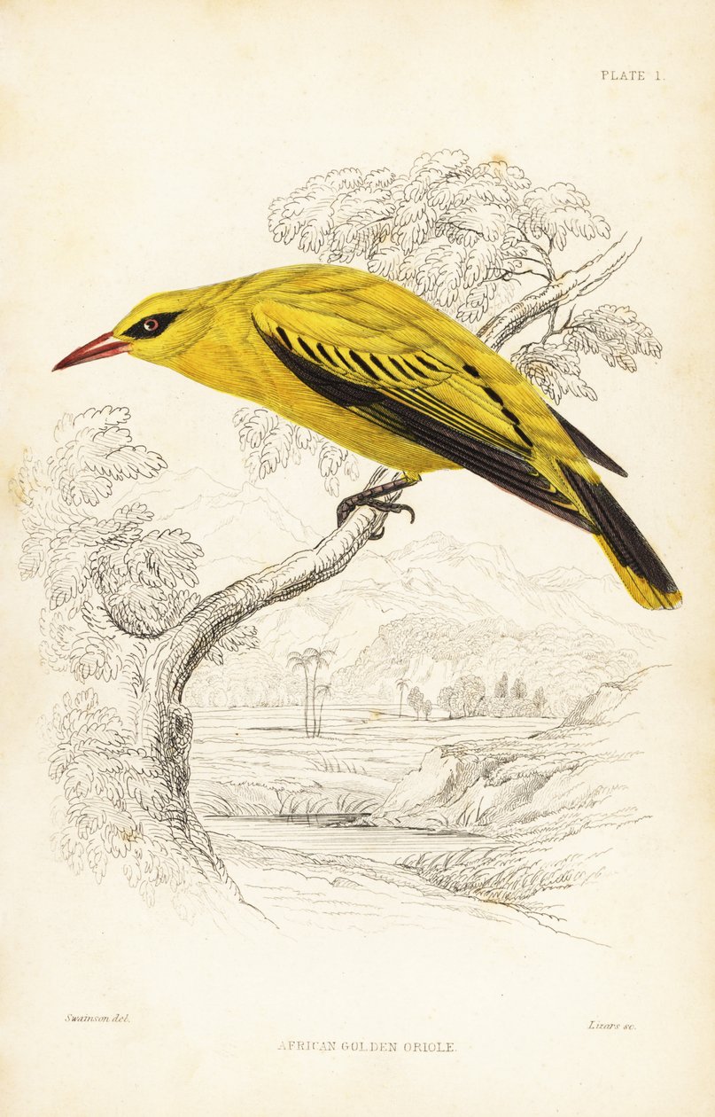 African Golden Oriole, Oriolus auratus (Naturalist