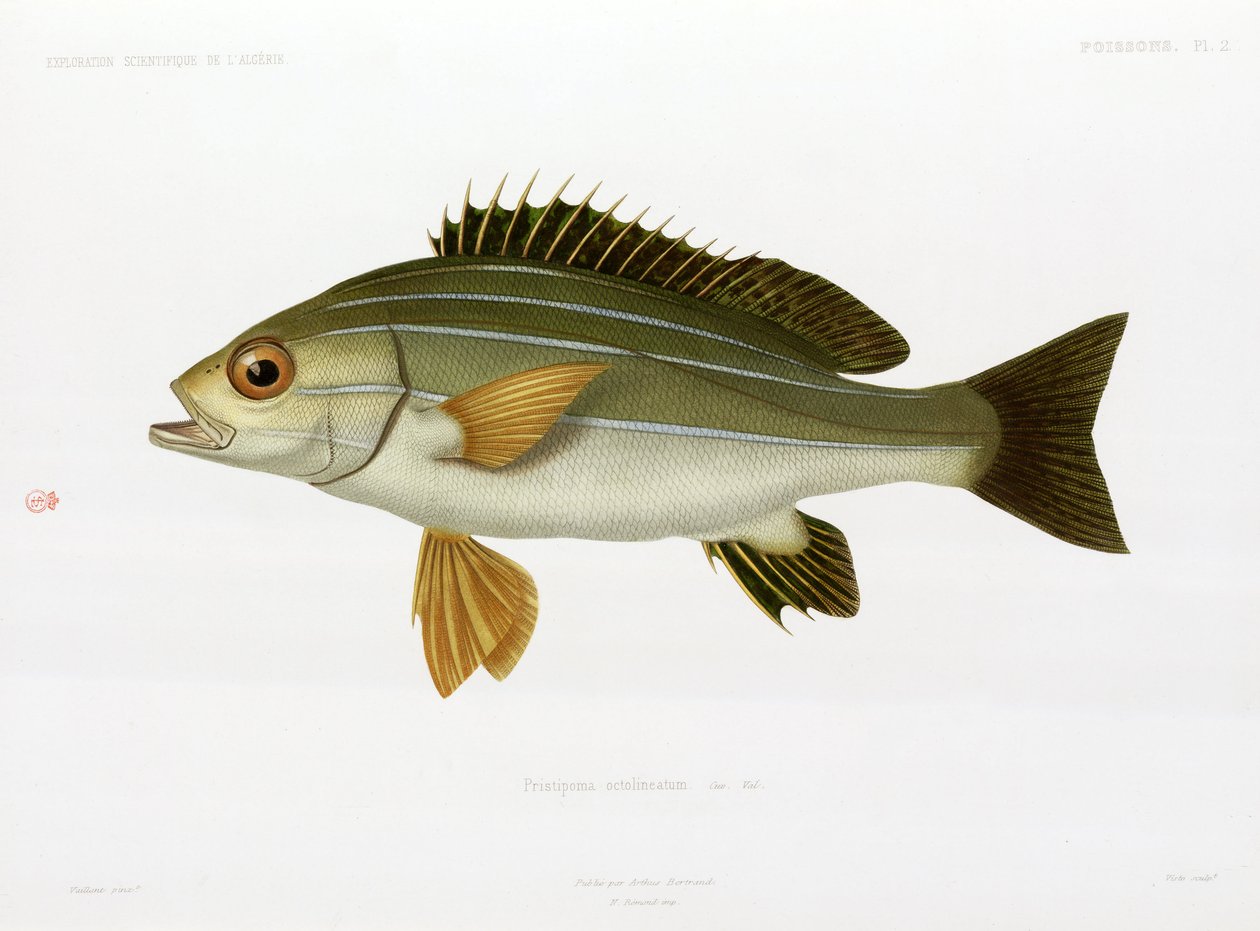 African Striped Grunt, Algeria by Unbekannter Künstler