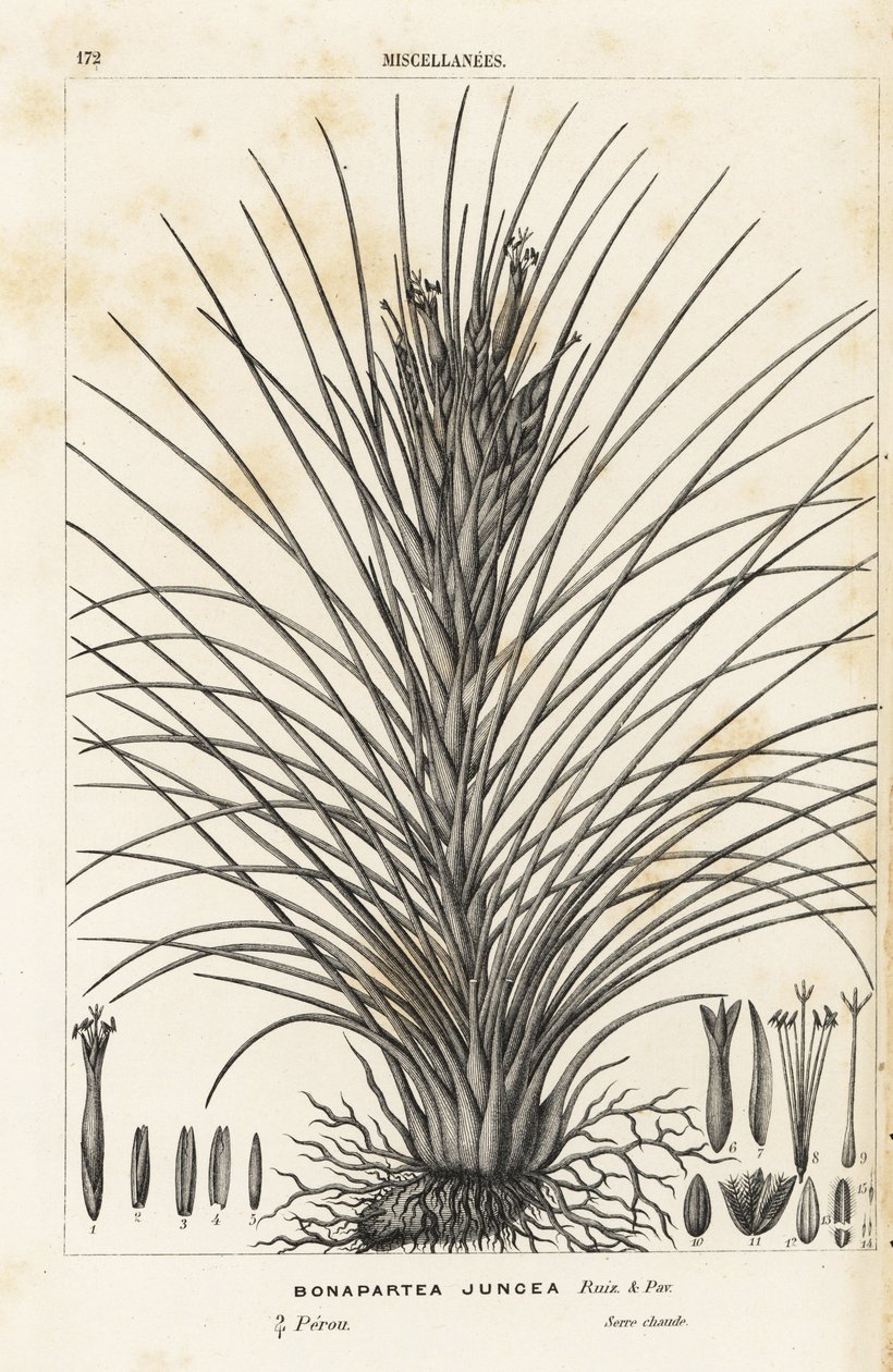 Airplant, Tillandsia juncea. Handcoloured lithograph from Louis van Houtte and Charles Lemaire