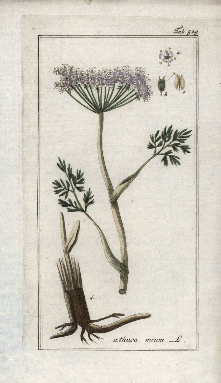 Alpine Chervil or Mountain Fennel, Meum athamanticum by Unbekannter Künstler