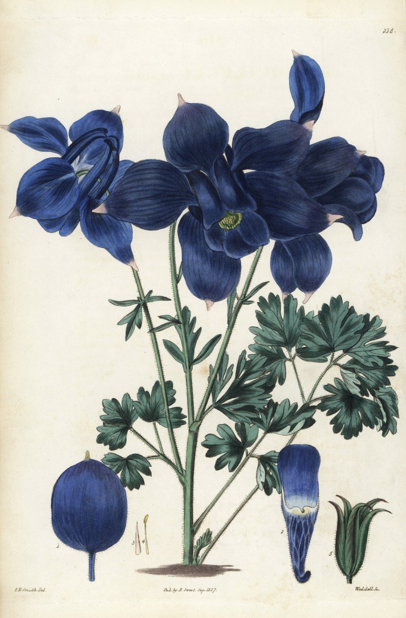 Alpine Columbine by Unbekannter Künstler