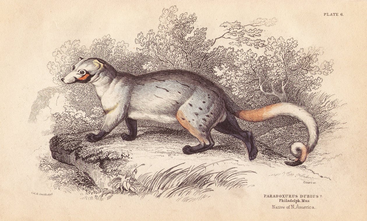 American Paradoxide, Paradoxurus dubius. From a Specimen in Philadelphia Museum by Unbekannter Künstler
