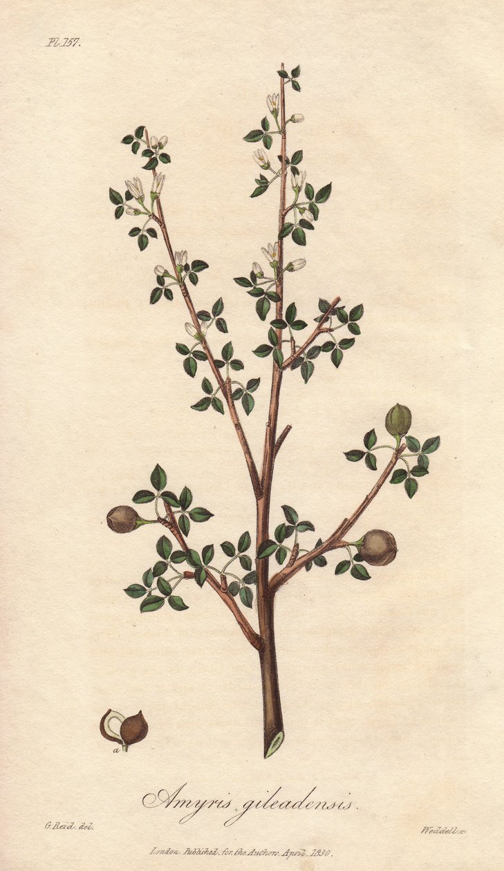 Amyris elemifera or Elemi Tree (Commiphora gileadensis) Strong water by William Clarke to illustrate Medical Botanical, Description of the Medicinal Plants of London, Edinburgh and Dublin by John Stephenson and James Morss Churchill by Unbekannter Künstler