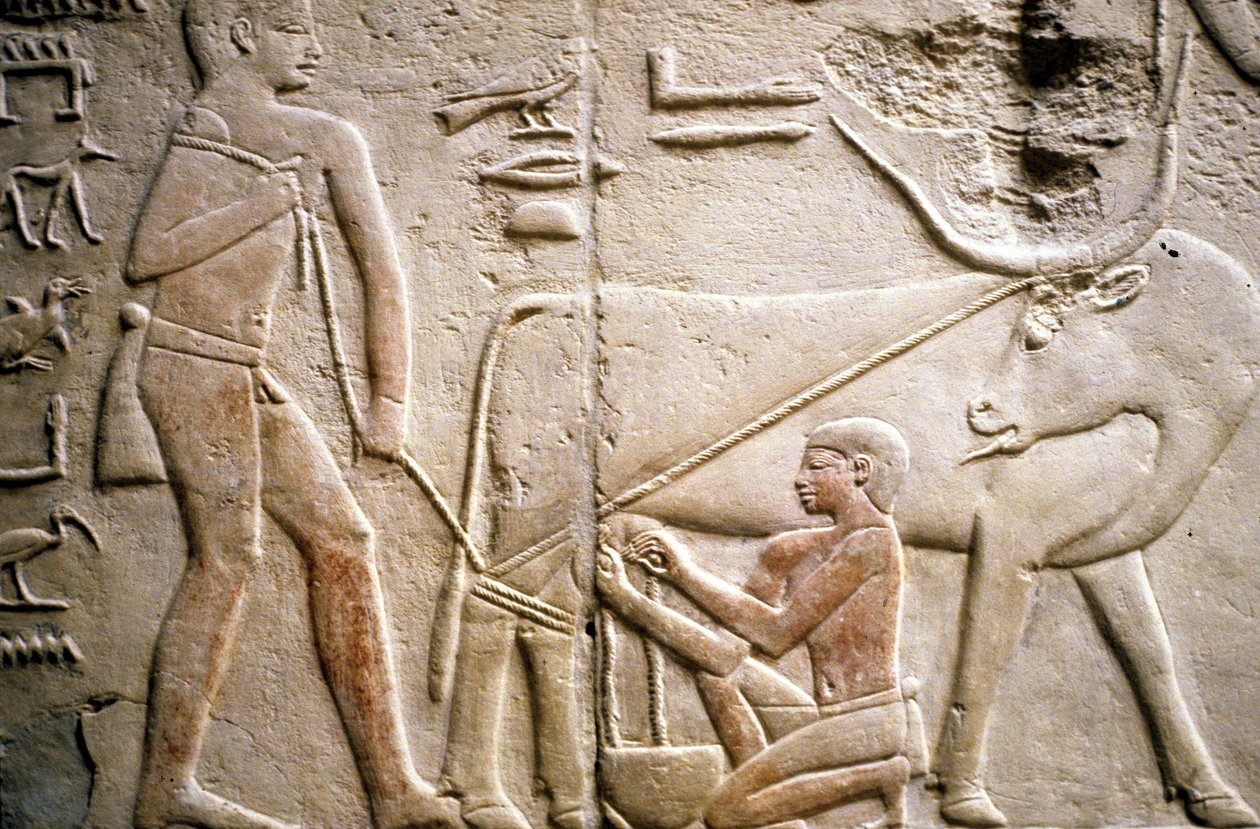 Ancient Egypt: Saqqarah: necropolis of the Old Empire, tomb of noble. Detail of the reliefs depicting the milking of a buffalo by Leopold Blonder