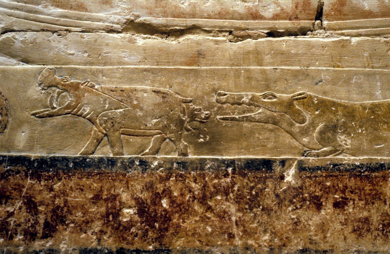 Ancient Egypt: Saqqarah: tomb of Ti (official under the 5th dynasty). Detail depicting hippos by Leopold Blonder