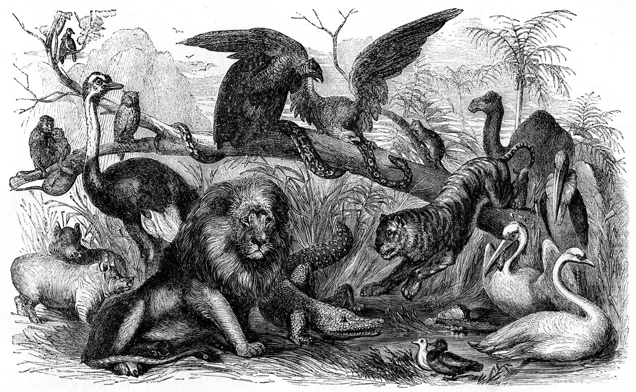 Animals Forbidden to be Eaten by Israelites by Unbekannter Künstler
