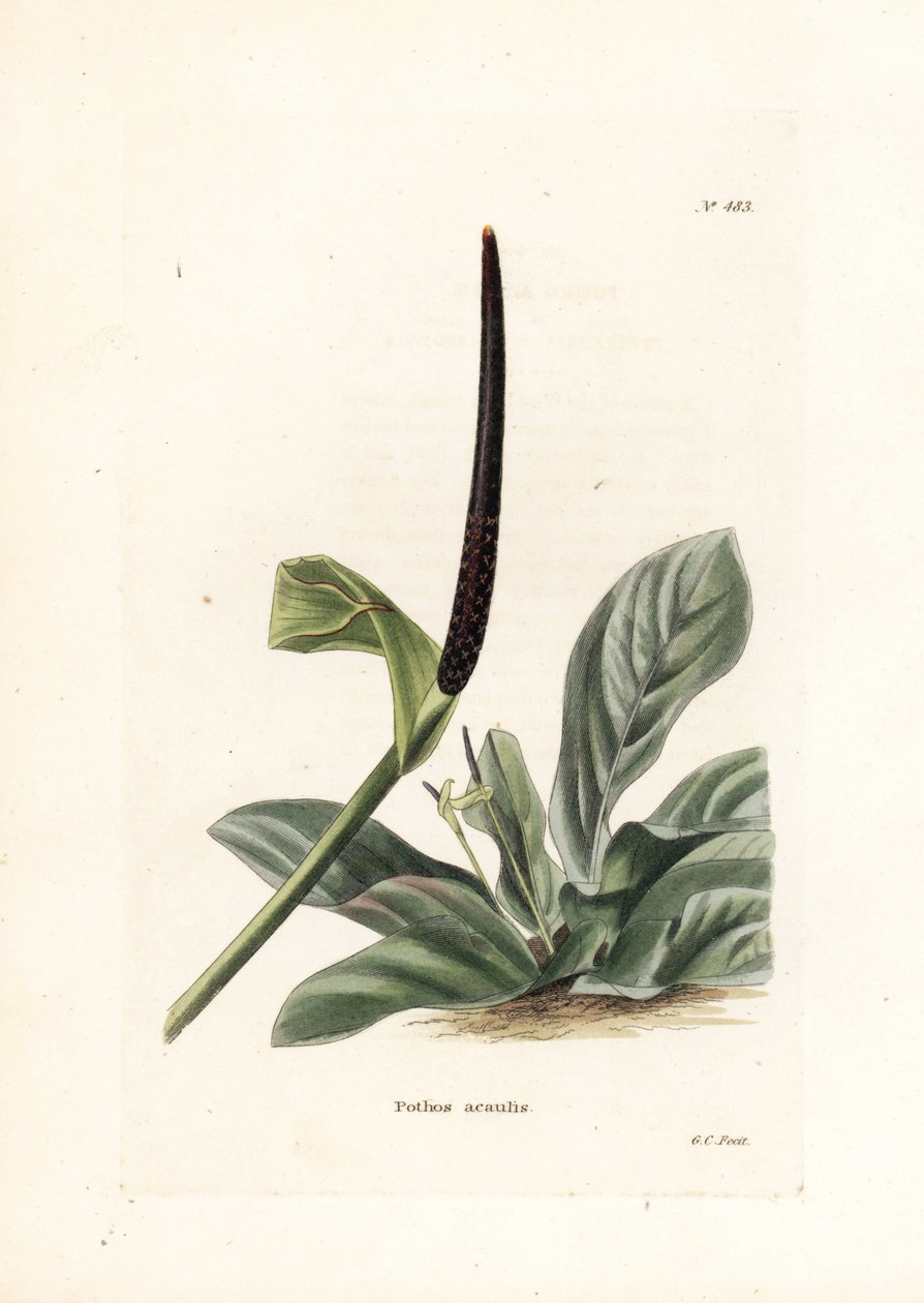 Anthurium bird