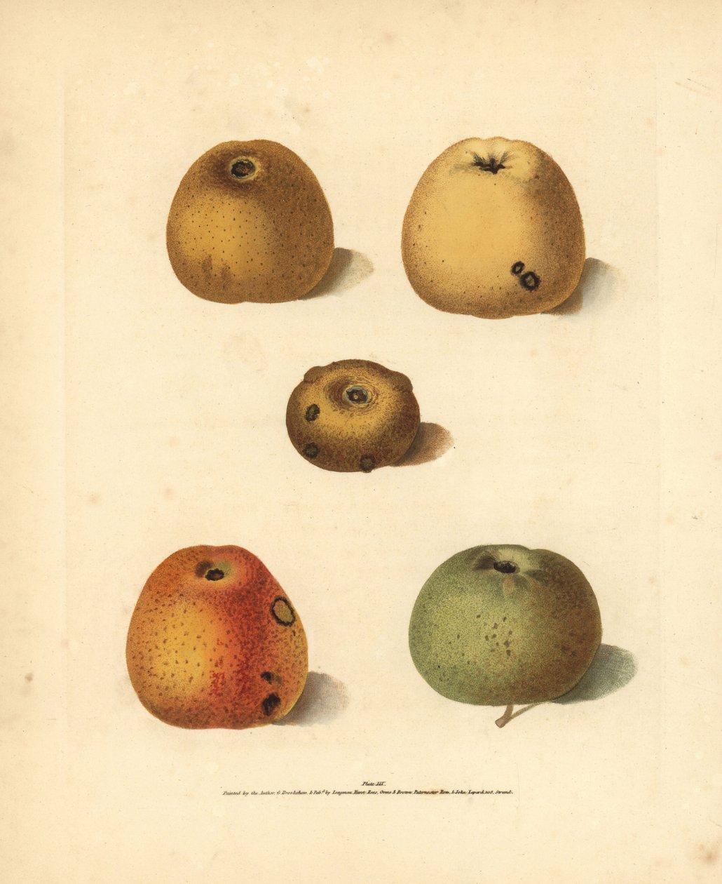 Apple varieties, Malus domestica: Franklin