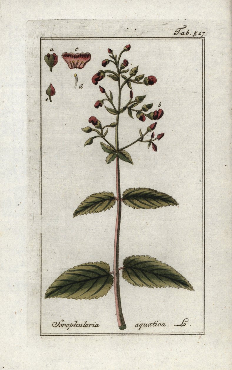 Aquatic Scrophular, Scrophularia aquatica by Unbekannter Künstler