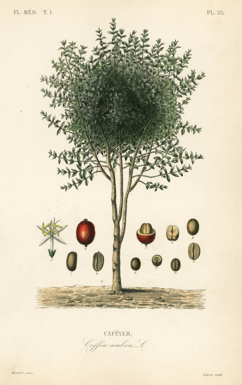Arabian coffee tree, Coffea arabica, Cafeyer by Unbekannter Künstler