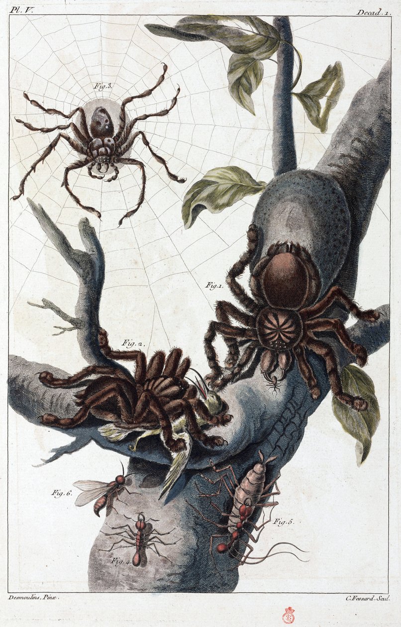 Bird-Eating Spider and Tarantula from Surinam by Unbekannt