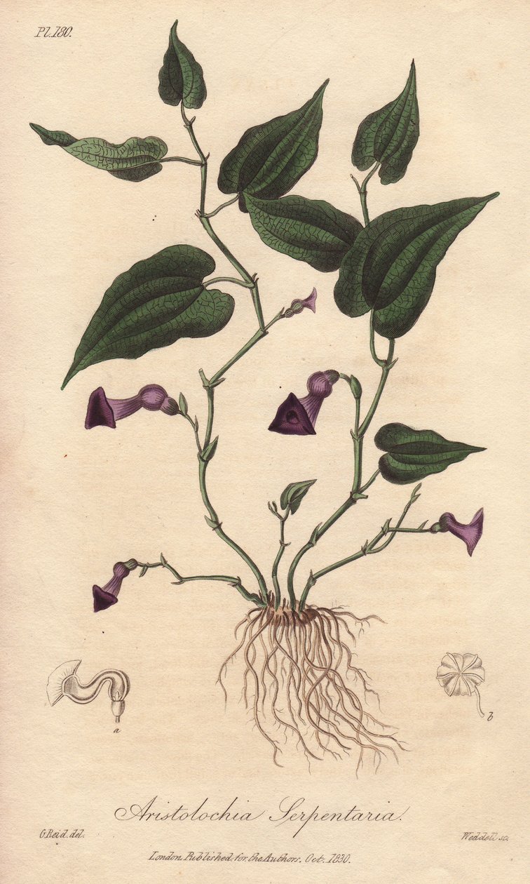 Aristoloche (Aristolochia serpentaria) - Strong water by William Clarke to illustrate Medical Botanical, Description of the Medicinal Plants of London, Edinburgh and Dublin by John Stephenson and James Morss Churchill by Unbekannter Künstler